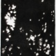 ANUSAPATI
Dream #04
Charcoal on Paper
240 x 95 cm | 2013