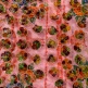 BRONWEN SHELWELL in ASSEMBLING - a group exhibition at Sin Sin Fine Art