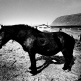 Daido MORIYAMA in JAPANESE PHOTOGRAPHERS Born in 1920s-1940s - a group exhibition | 24 Nov - 31 Dec 2016