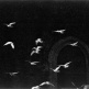Hajime SAWATARI in JAPANESE PHOTOGRAPHERS Born in 1920s-1940s - a group exhibition | 24 Nov - 31 Dec 2016