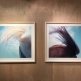 Openings of JAPANESE PHOTOGRAPHERS Born in 1920s-1940s - a group exhibition | 24 Nov - 31 Dec 2016